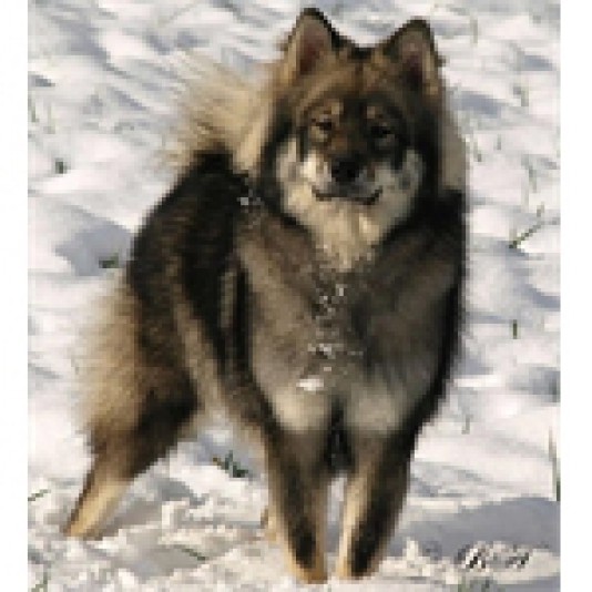 Eurasier Biel D'Argent Breeder