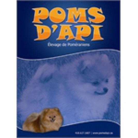 Pomeranian Poms d'Api Breeder