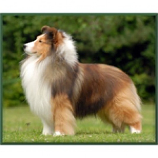 Shetland Sheepdog Shalligy-shelties Breeder