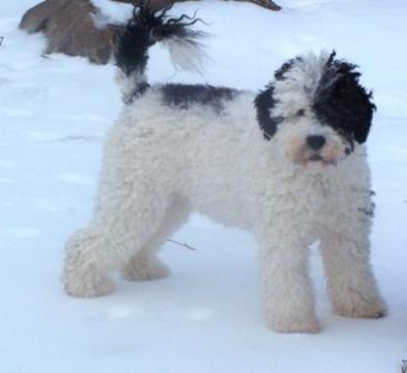 Portuguese water dog Amiavie Breeder