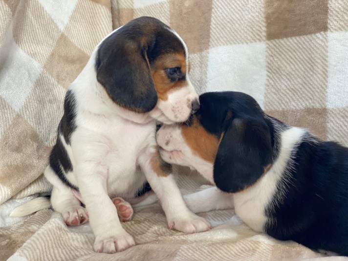 Élevage Les chiots de Stella- .