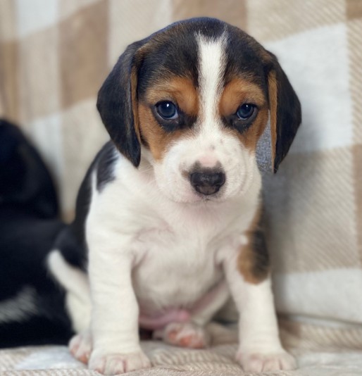 Élevage Les chiots de Stella- .