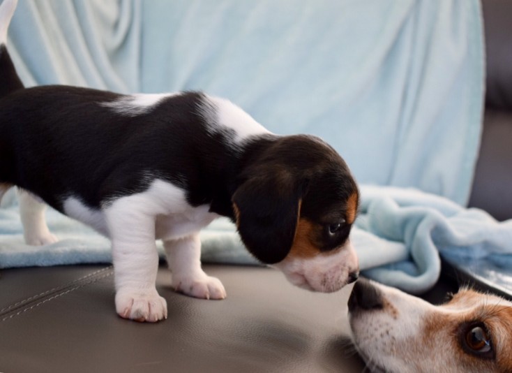 Élevage Les chiots de Stella- .