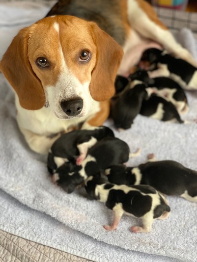 Élevage Les chiots de Stella- .