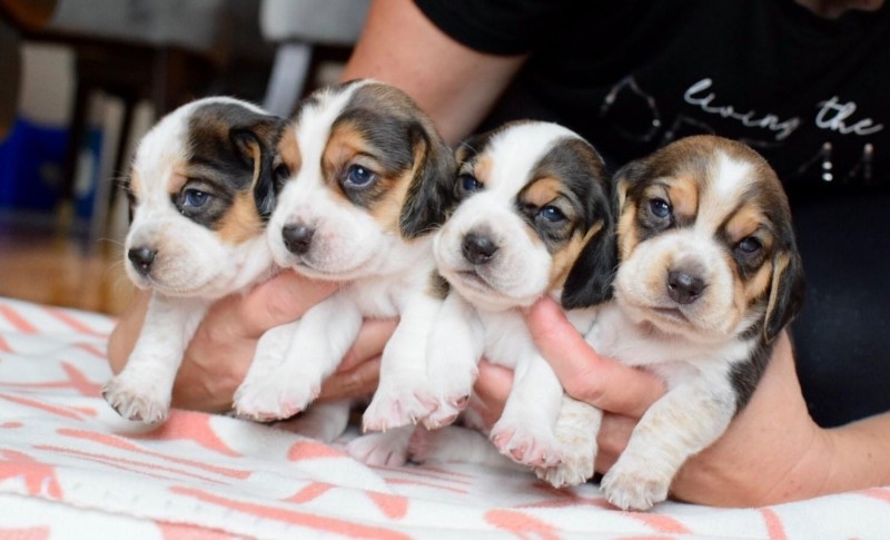 Breeder Les chiots de Stella-