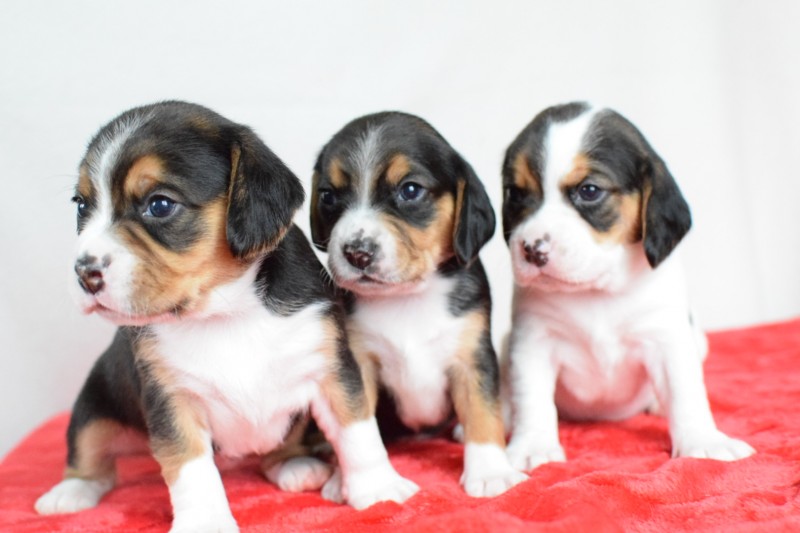 Breeder Les chiots de Stella-