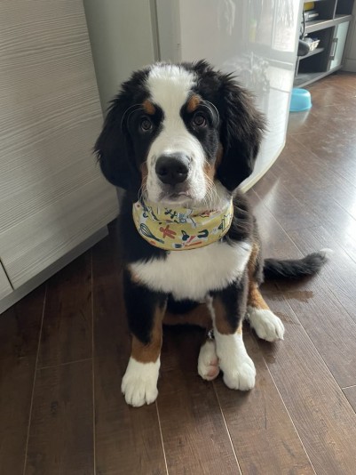 Élevage Familial Bernois Boubou Breeder