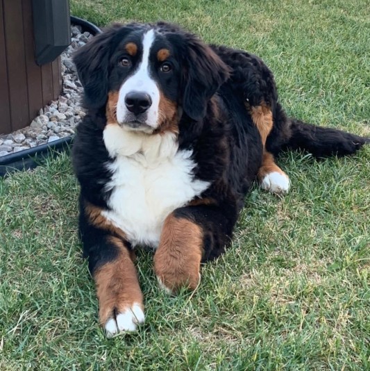 Élevage Familial Bernois Boubou Breeder