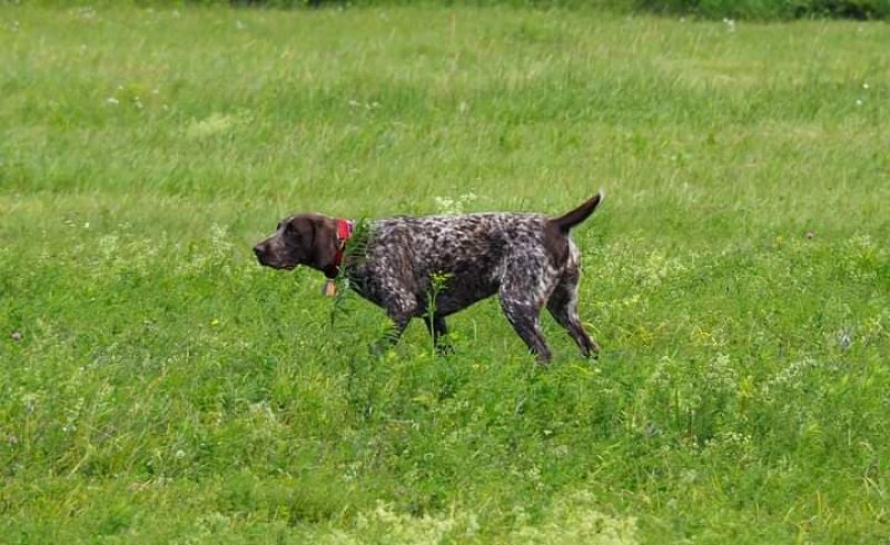 Elevage De Laperriere - Brittany Spaniel Breeder