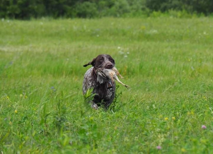 Elevage De Laperriere - Brittany Spaniel Breeder