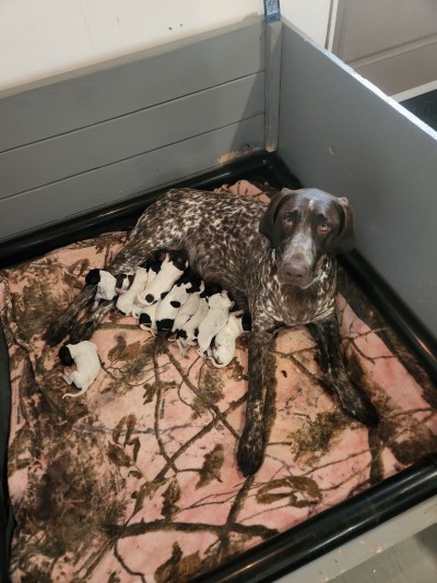 Elevage De Laperriere - Brittany Spaniel Breeder