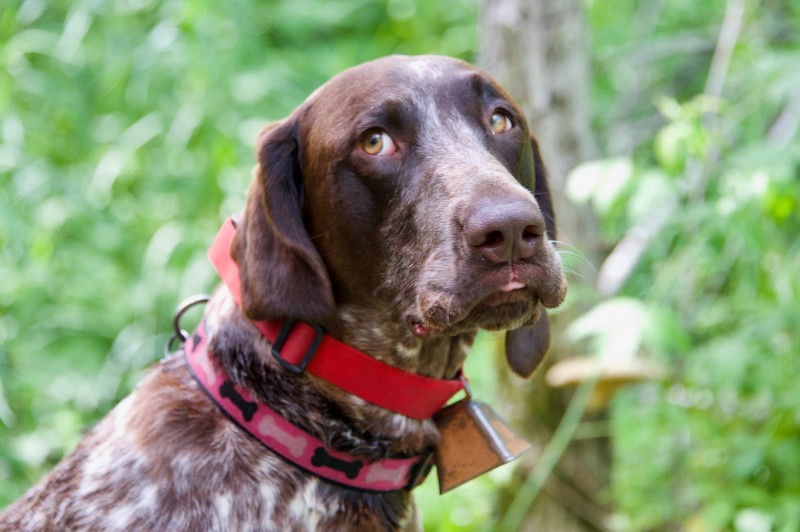 Elevage De Laperriere - Brittany Spaniel Breeder