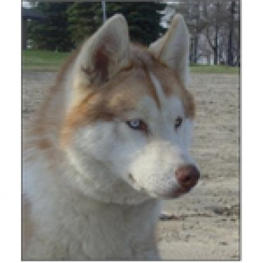 Élevage Husky Sibérien HaagenDaz