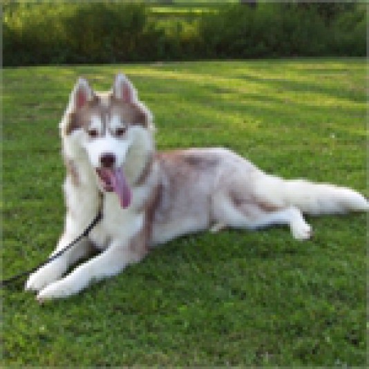 Siberian Husky Kannook Breeder