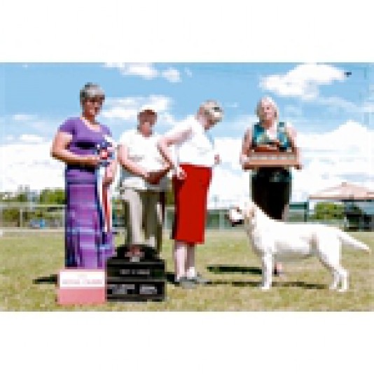 Labrador-Retriever Breeders Oaksill Perm Reg