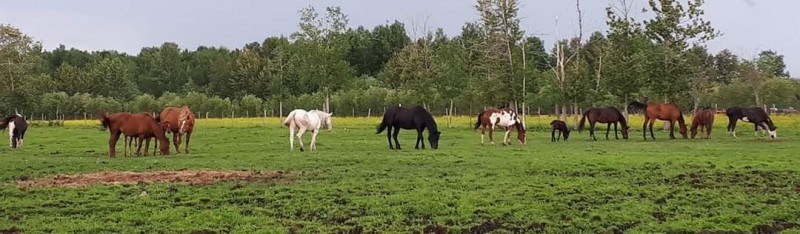 Élevage ÉKA Quarter Horse Breeder