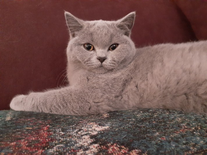 Poils de peluche Cattery-  British Shorthair