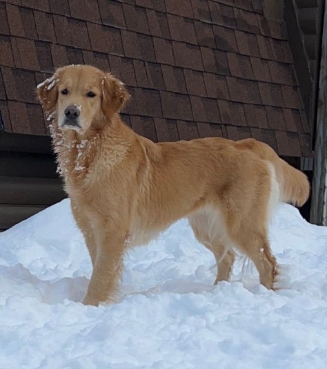 Elevage Anyaka / Golden-Retriever (Doré)