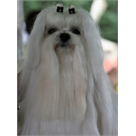 Maltese de Nisjotial Breeder