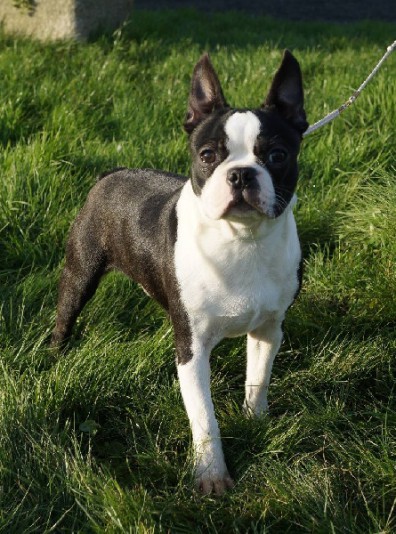 Boston Terrier de La Source des Rochettes Breeder