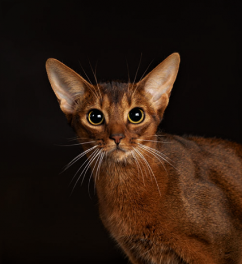 Abyssinian SerenaCat Cattery