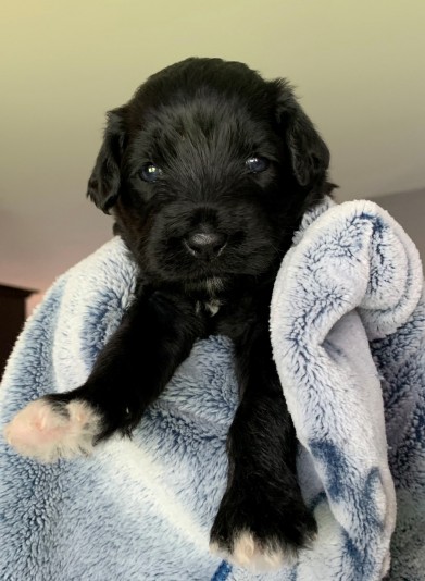 Water Paw - Portuguese water dog Breeder