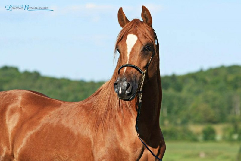 Écuries RAJ Arabian horses Stable