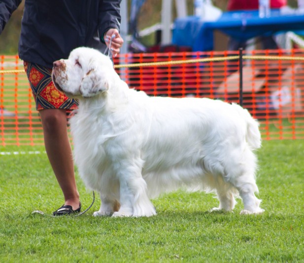 Newday -  Clumber Spaniel breeder