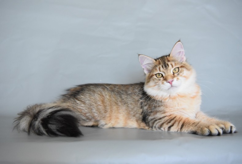 Chatterie Cyra des Hautes-Laurentides - Cattery