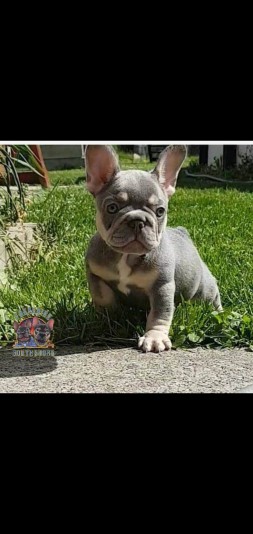 Frenchie Rive-Sud - French Bulldog Breeder