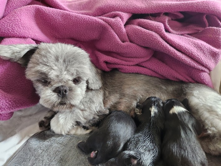 Shih Tzu Adoption Breeder