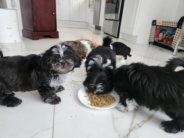 Shih Tzu Adoption Breeder