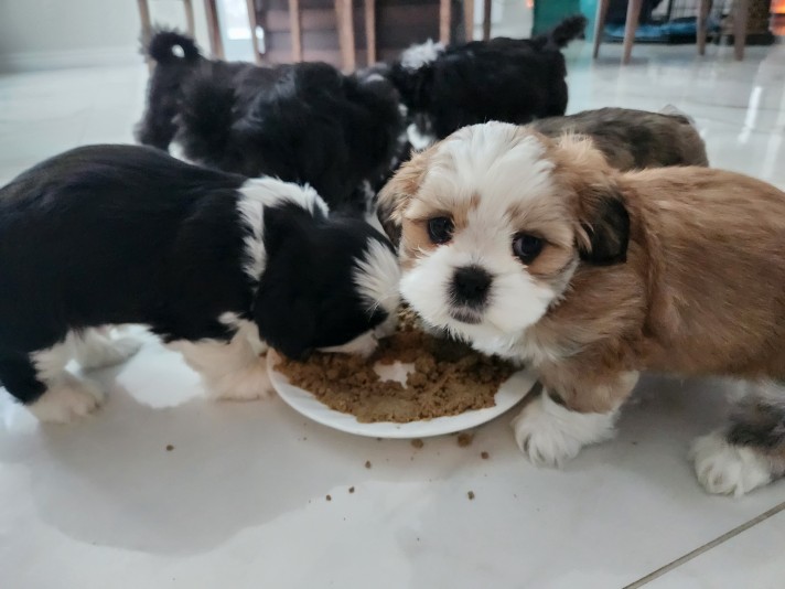 Shih Tzu Adoption Breeder