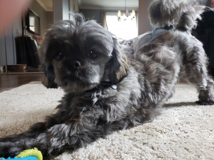 Shih Tzu Adoption Breeder