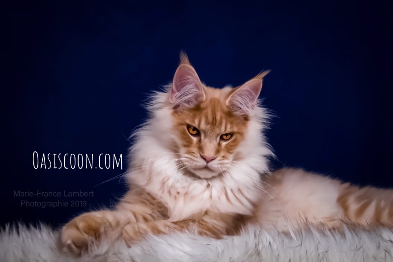 Chatterie Oasiscoon Maine Coon
