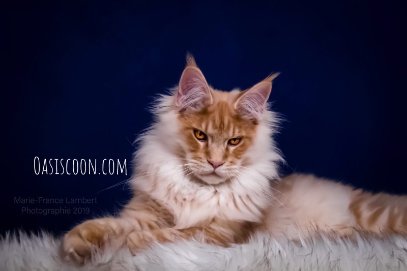 Oasiscoon Maine Coon Cattery