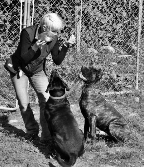 Training & animal behaviorist consultants - Complément canin