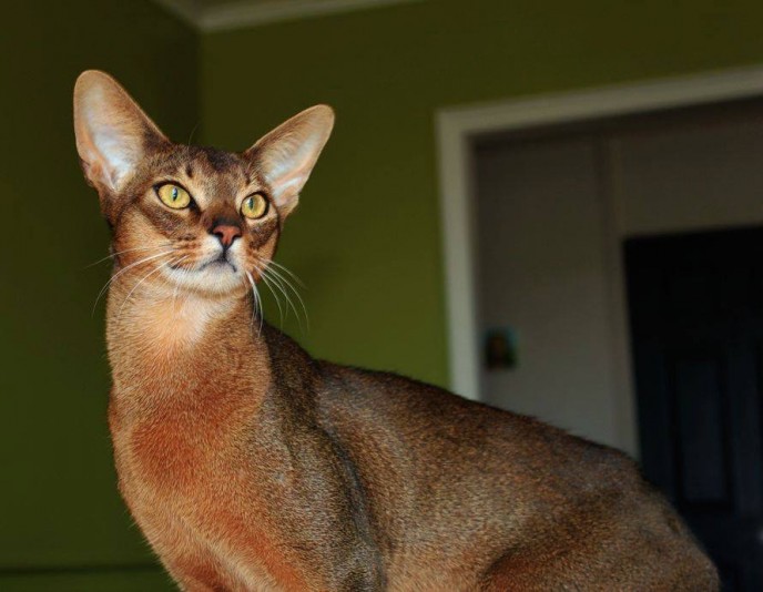 Shinkara Abyssinian Cattery