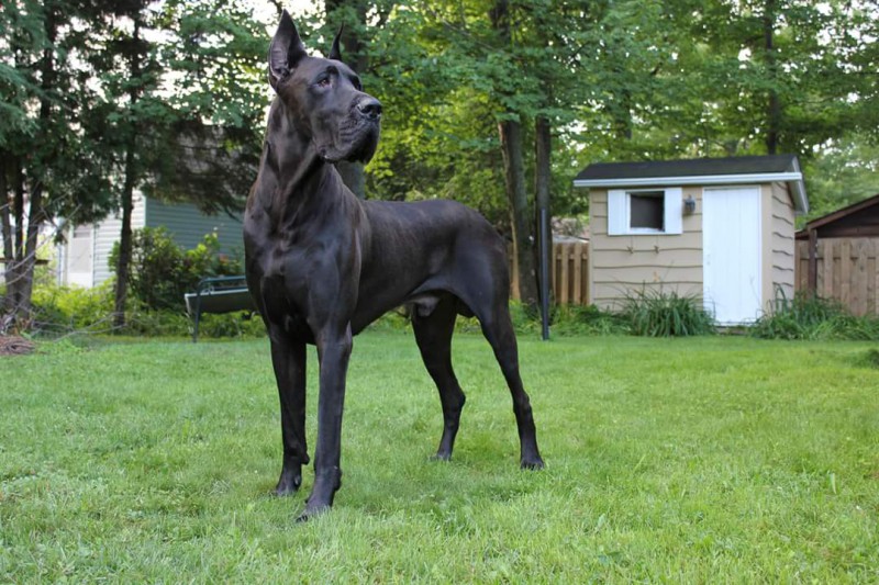 Great Dane SaFranDane Breeder