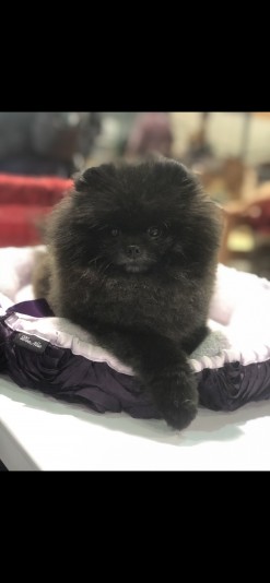 Pomeranian Melpoms Breeder