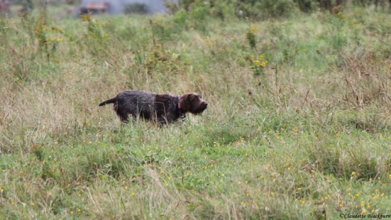 Wire Haired Pointing Griffon  (Korthals) Bourg-Royal Breeder