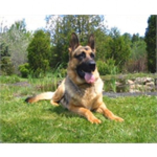 German Shepherd Chamootzka Breeder