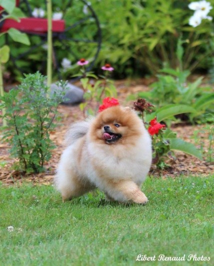 Pomeranian Franca Breeder