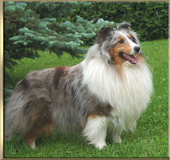 Shetland Sheepdog Premina Breeder