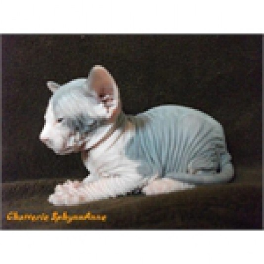 Sphynx Sphynxanne Cattery