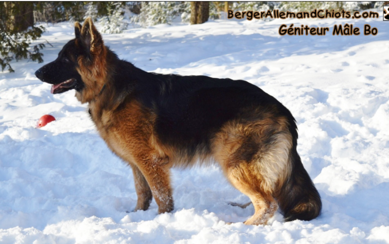 Élevage Berger Allemand de la Famille Fredhouse