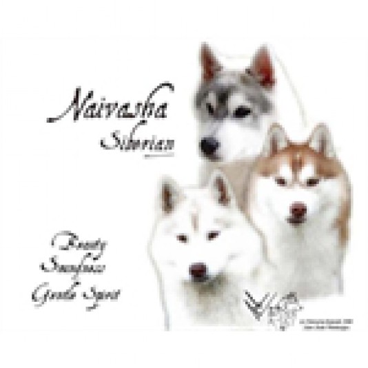 Siberian Husky Naivasha Breeder