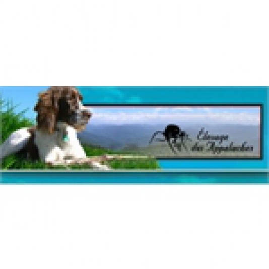 French Spaniel Appalaches Breeder