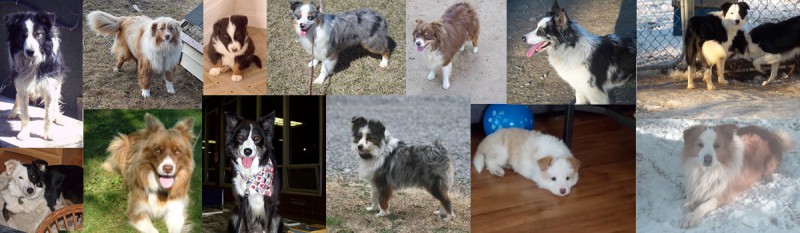 La Meute Border Collie Breeder