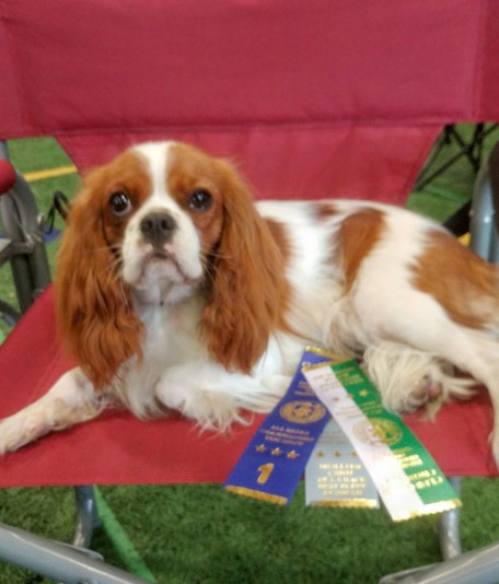 Cavalier King Charles Spaniel Les Cavalier D'As Breeder